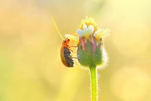 Kürbiskäferwanze thront auf der schönen Blume foto