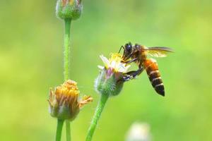 eine Biene, die zu der schönen Blume fliegt foto