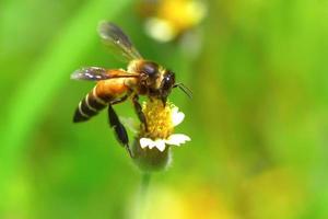 eine Biene, die zu der schönen Blume fliegt foto