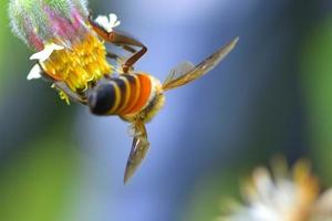 eine Biene thront auf der schönen Blume foto