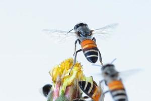 eine Biene fliegt isoliert auf weißem Hintergrund foto