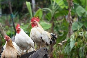 thailändischer hühnerstand auf dem alten blockholz foto