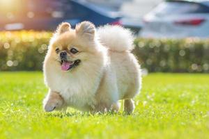 süßer pommerscher mischlings-pekinese-hund, der vor glück auf dem gras läuft foto