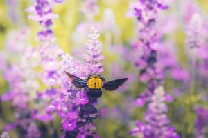 Holzbiene thront auf den schönen Blumen in der Natur foto