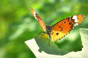 ein Schmetterling, der auf den schönen Blättern thront
