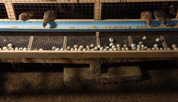 Wachteln und Eier in einem Käfig auf einem Bauernhof foto