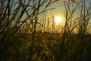 nahaufnahme blumengras und sonnenaufgangshintergrund auf der baustelle foto