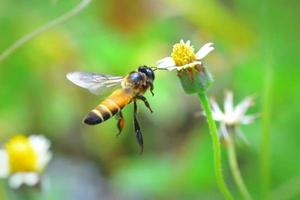 eine Biene, die zu der schönen Blume fliegt foto