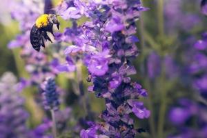 Holzbienen fliegen zu wunderschönen Blumen in der Natur foto