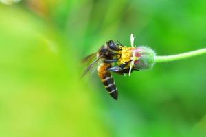 eine Biene thront auf der schönen Blume foto