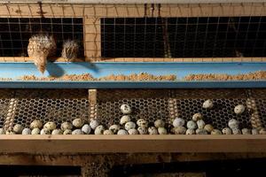 Wachteln und Eier in einem Käfig auf einem Bauernhof foto