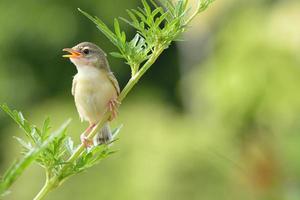 Vogel sitzt im Mondlicht auf dem Ast foto