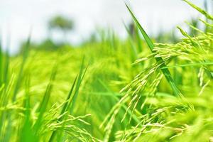 der grüne reis im feld reis hintergrund foto