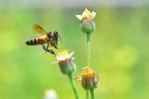 eine Biene, die zu der schönen Blume fliegt foto