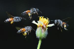 eine Biene, die zu der schönen Blume fliegt foto
