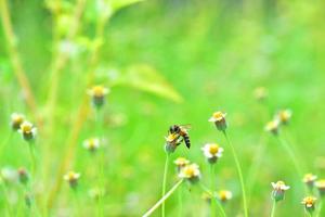 eine Biene thront auf der schönen Blume foto