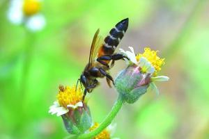 eine Biene thront auf der schönen Blume foto