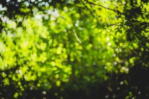 schönes natürliches grünes Blatt und abstrakter unscharfer bokeh heller Hintergrund foto
