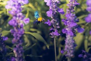 Holzbienen fliegen zu wunderschönen Blumen in der Natur foto