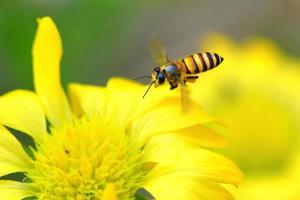 eine Biene, die zu der schönen Blume fliegt foto