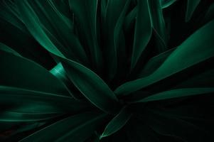 abstrakte grüne Blattstruktur, Naturhintergrund, tropisches Blatt foto