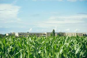 Feld mit jungen Mais- oder Maispflanzen foto