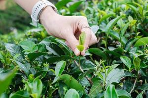 Frauenhand, die morgens junge Triebteeblätter auf einem Teegartenhügel aufsammelt. Landwirtschaft und natürlicher Hintergrund. foto