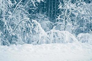 gefrorener Winterwald mit schneebedeckten Bäumen. foto