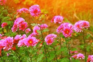 bunte Chrysanthemenblumen auf einem Hintergrund der Herbstlandschaft foto