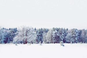 gefrorener Winterwald mit schneebedeckten Bäumen. foto