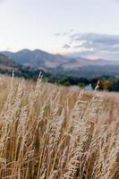 Abendlicher Waldblick foto