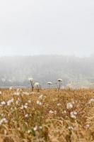 Blumen an einem nebligen Tag foto