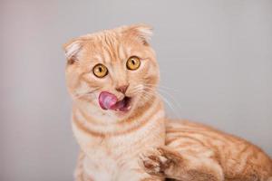 Katzenporträt foto