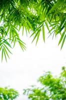 Bambusbaumportrait mit verzweigten und Blättern wurden von unten mit weißem Hintergrund geschossen. foto