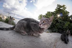 Katzenporträt. foto