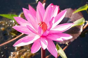 Roter Lotus im Kanal foto
