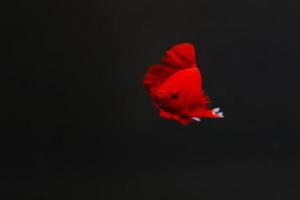 Superroter Betta-Fisch mit dunklem Hintergrund. Siamesische Kampffische solide rote Farbe prächtig. foto