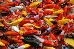 Koi-Fische schwimmen auf dem Teich. Viele bunte Karpfen fischen Hintergrund. foto