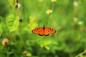 Monarchfalter auf Blume im Garten. foto