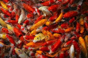 Koi-Fische schwimmen auf dem Teich. Viele bunte Karpfen fischen Hintergrund. foto