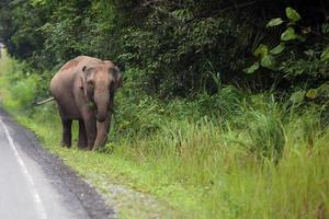 elefant, der neben der straße im nationalpark geht. foto