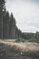 alter Wald neben freiem Gebiet in der Wildnis foto