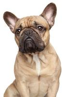 Porträt der französischen Bulldogge