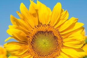 Sonnenblumen-Nahaufnahme foto