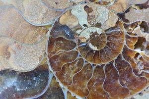 Ammonit-Nahaufnahme