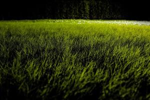 Gräser auf dem Boden im dunklen Nachtgarten mit Scheinwerferlicht. foto