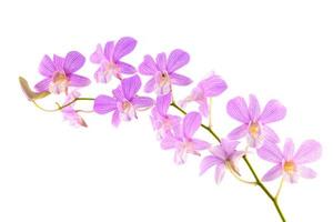 Orchidee foto