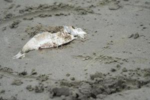 Schließen Sie den Karkassenfisch auf dem Sand neben dem Strand foto