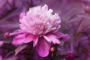 digitale Kunst, Farbeffekt, rosa Chrysanthemenblumen foto