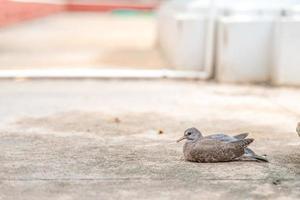 nahaufnahme baby taube auf dem steinboden sitzt noch im baumschatten. foto